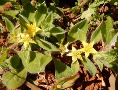 Aizoon glinoides, photographed by Henry de Lange