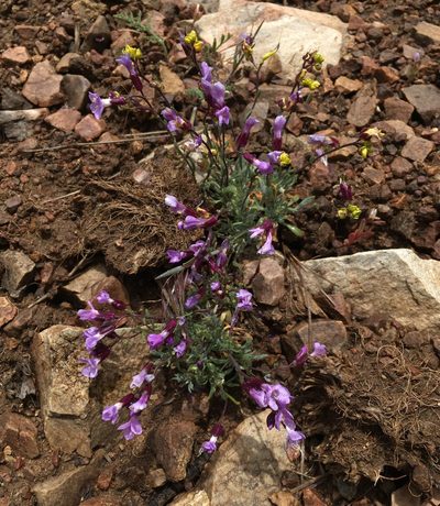 Boechera parishii, photographed by Matt Berger