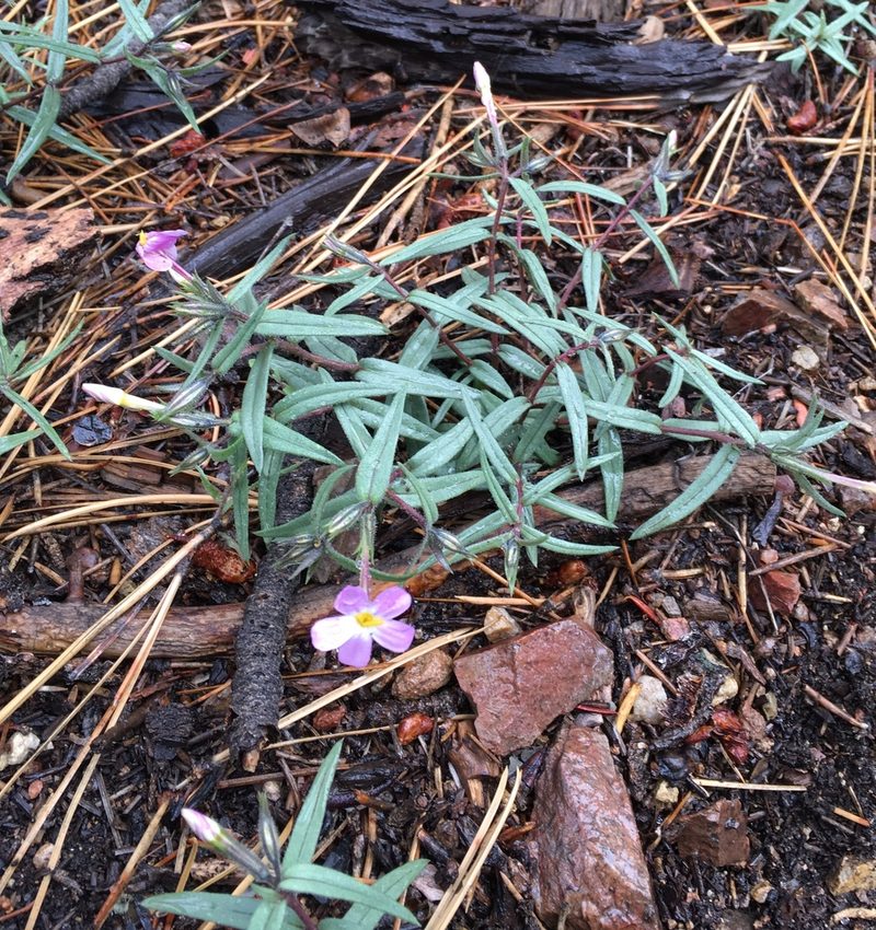 Phlox dolichantha, photographed by Matt Berger