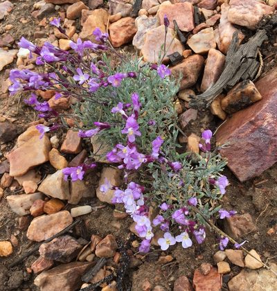 Boechera parishii, photographed by Matt Berger