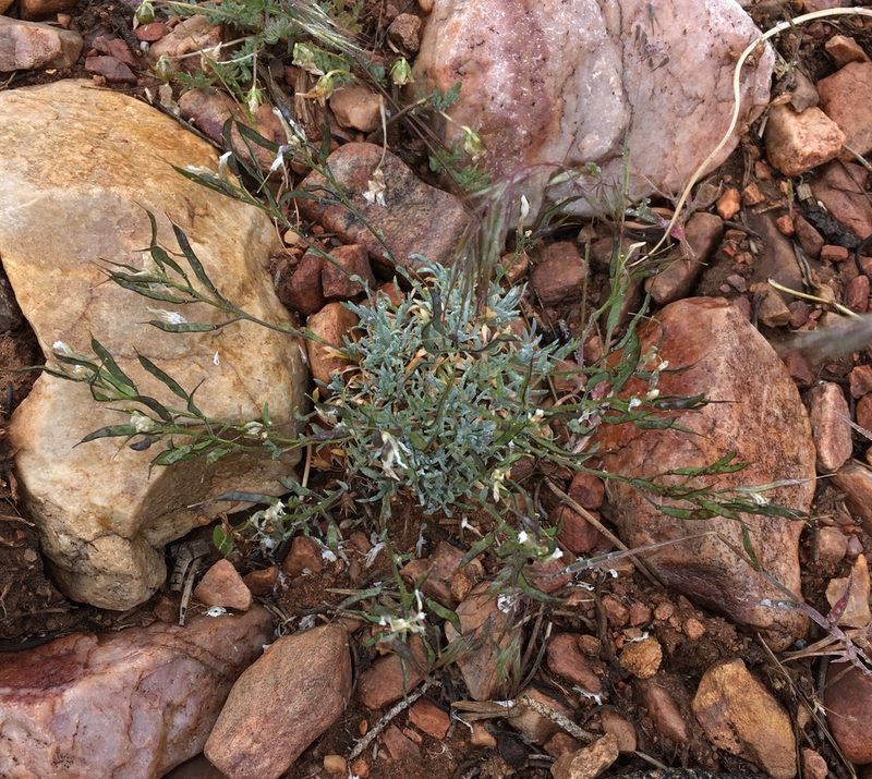 Boechera parishii, photographed by Matt Berger