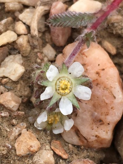 Potentilla argyrocoma, photographed by Matt Berger