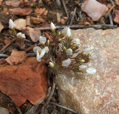 Linanthus killipii, photographed by Matt Berger