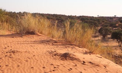 Stipagrostis namaquensis, photographed by Tony Rebelo