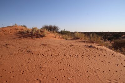 Stipagrostis namaquensis, photographed by Tony Rebelo