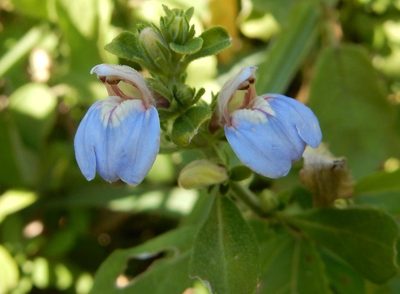 Justicia petiolaris, photographed by Henry de Lange