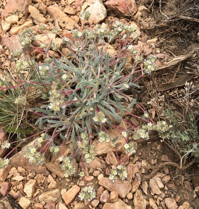 Potentilla argyrocoma, photographed by Matt Berger