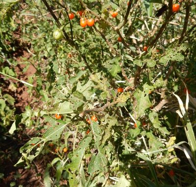 Solanum rubetorum, photographed by Henry de Lange