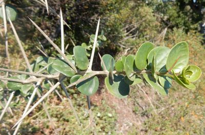 Dovyalis rotundifolia, photographed by Henry de Lange