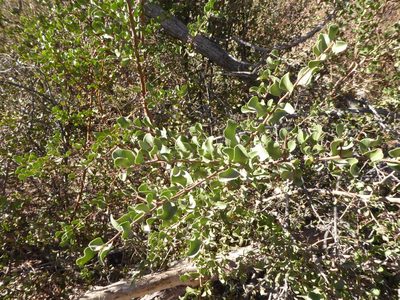 Schinus polygama, photographed by Sandy Rae