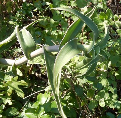 Aloiampelos ciliaris, photographed by Henry de Lange