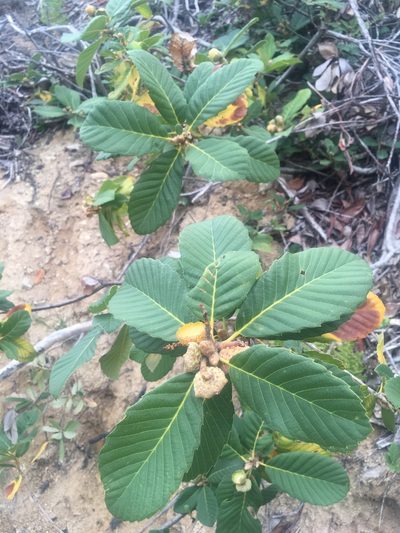 Quercus sadleriana, photographed by Erin Conte