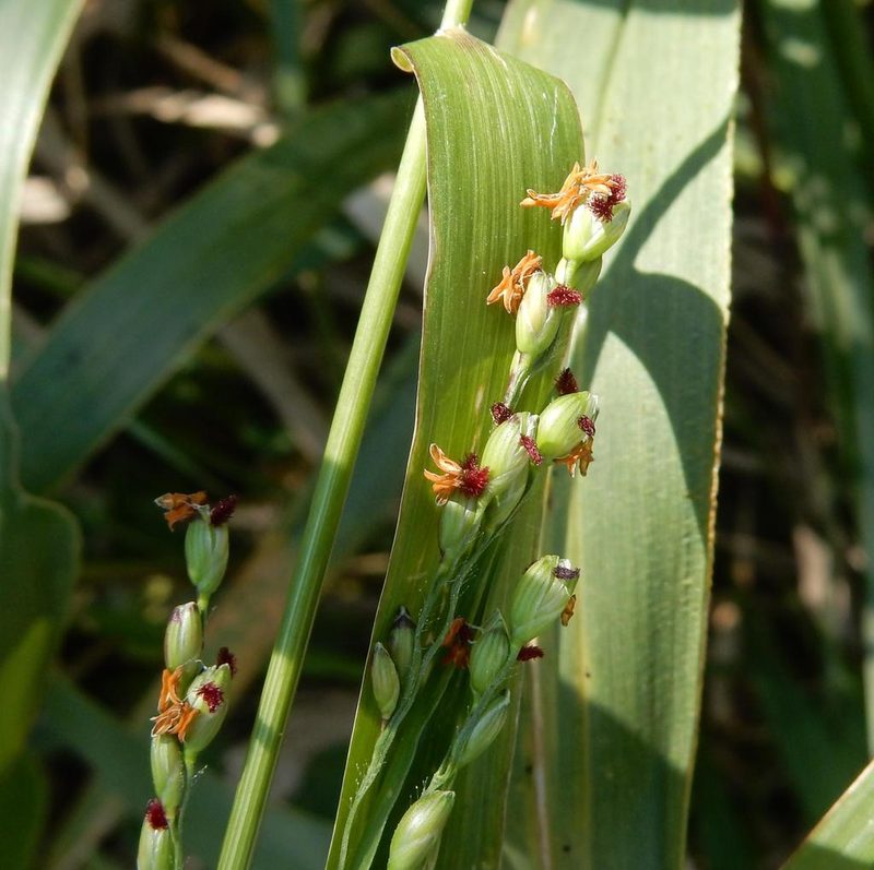 Panicum deustum, photographed by Henry de Lange