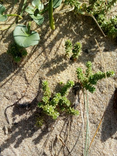 Galium arenarium, photographed by Crap Fou