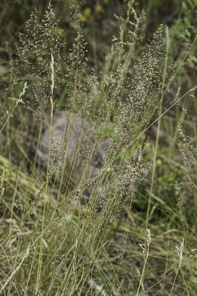 Muhlenbergia tricholepis, photographed by Craig Martin