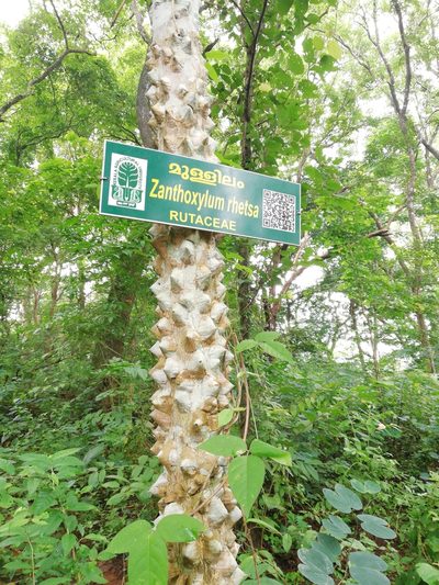 Zanthoxylum rhetsa, photographed by Manoj Karingamadathil