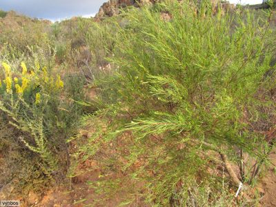 Aspalathus linearis, photographed by Chris Vynbos