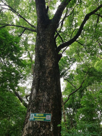 Pterocarpus marsupium, photographed by Manoj Karingamadathil