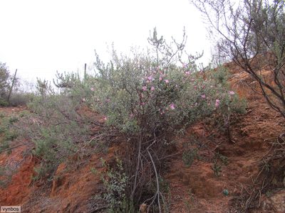 Podalyria leipoldtii, photographed by Chris Vynbos