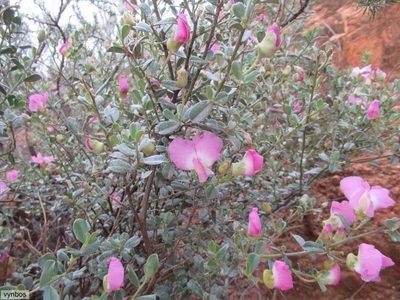 Podalyria leipoldtii, photographed by Chris Vynbos