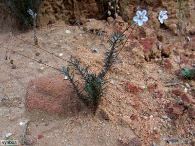Pharnaceum elongatum, photographed by Chris Vynbos