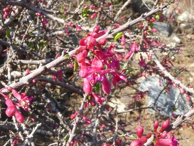 Fuchsia lycioides, photographed by Sandy Rae