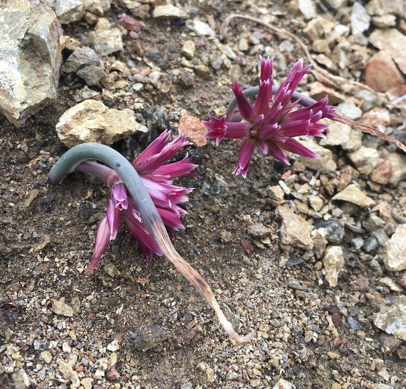 Allium monticola, photographed by Matt Berger