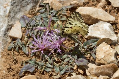 Centaurea raphanina, photographed by Kristof Zyskowski