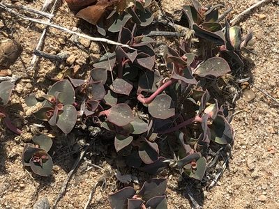 Euphorbia phylloclada, photographed by Dave U