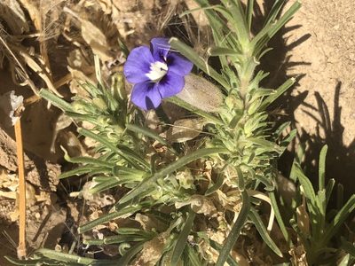 Aptosimum lineare, photographed by Dave U