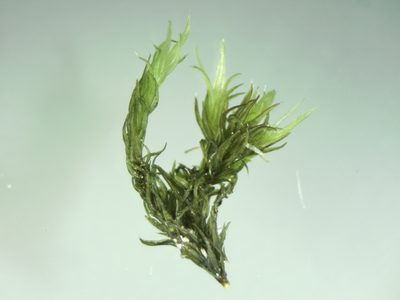 Bucklandiella sudetica, photographed by Andrew Melton