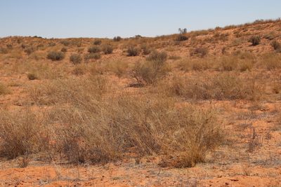 Stipagrostis namaquensis, photographed by Tony Rebelo