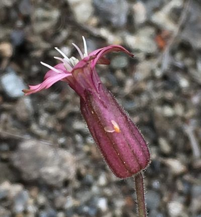 Silene verecunda, photographed by Matt Berger