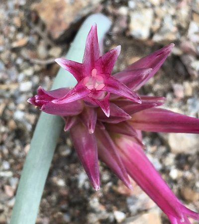 Allium monticola, photographed by Matt Berger
