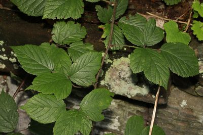 Rubus dasyphyllus, photographed by Stephen James McWilliam
