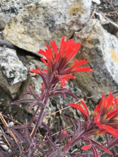 Castilleja gleasoni, photographed by Matt Berger