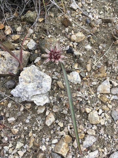 Allium burlewii, photographed by Matt Berger