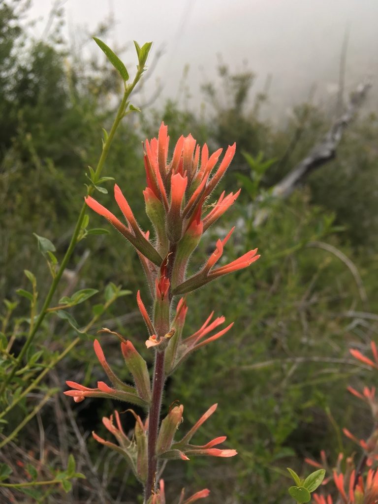 Castilleja gleasoni, photographed by Matt Berger