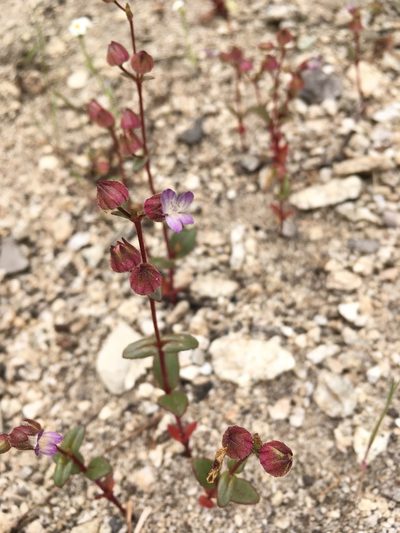 Collinsia callosa, photographed by Matt Berger