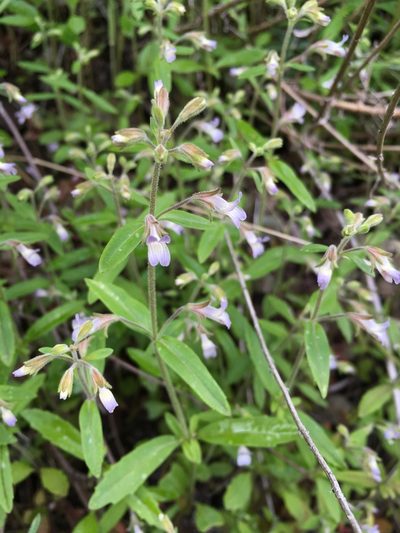Collinsia childii, photographed by Matt Berger
