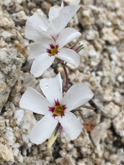 Linanthus concinnus, photographed by Matt Berger