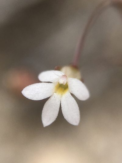 Nemacladus sigmoideus, photographed by Matt Berger