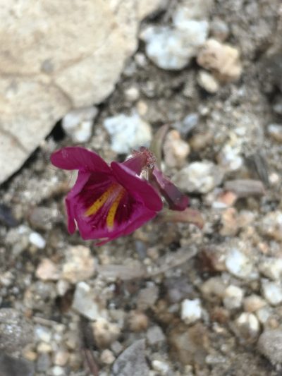 Erythranthe palmeri, photographed by Matt Berger