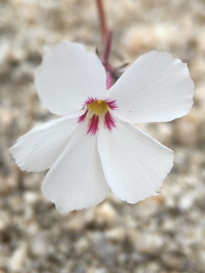 Linanthus concinnus, photographed by Matt Berger