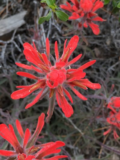 Castilleja gleasoni, photographed by Matt Berger
