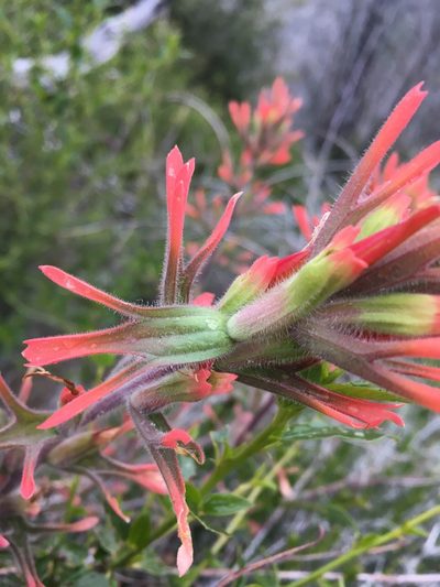 Castilleja gleasoni, photographed by Matt Berger