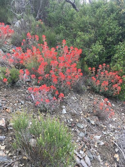 Castilleja gleasoni, photographed by Matt Berger