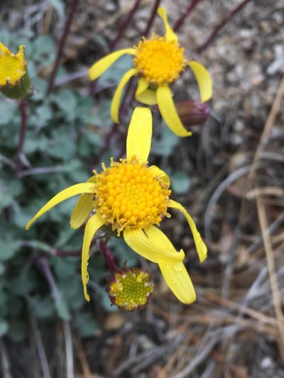 Packera ionophylla, photographed by Matt Berger