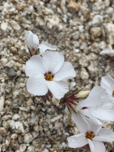 Linanthus concinnus, photographed by Matt Berger