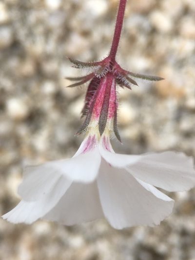 Linanthus concinnus, photographed by Matt Berger